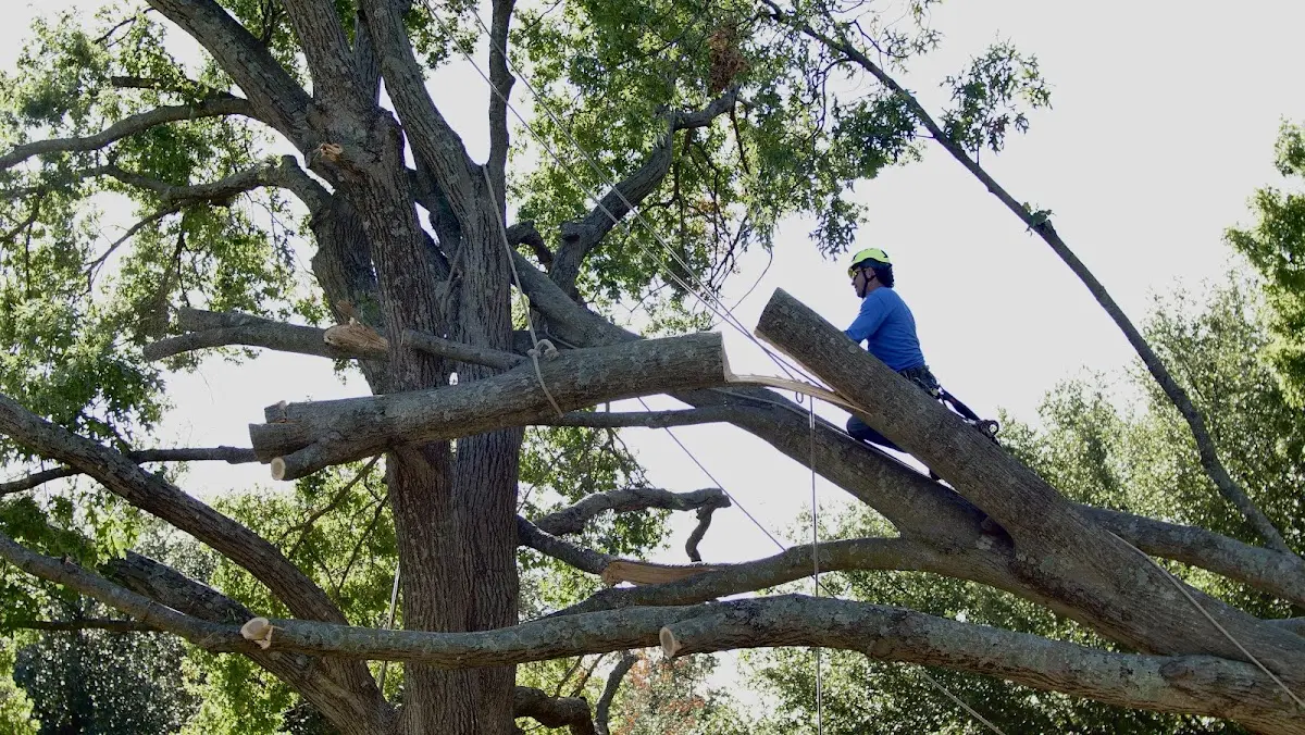 Professional Crown Thinning performed by certified arborists in Tarzana