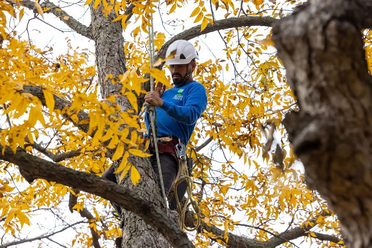 Skilled Tree Planting crew working in Tarzana